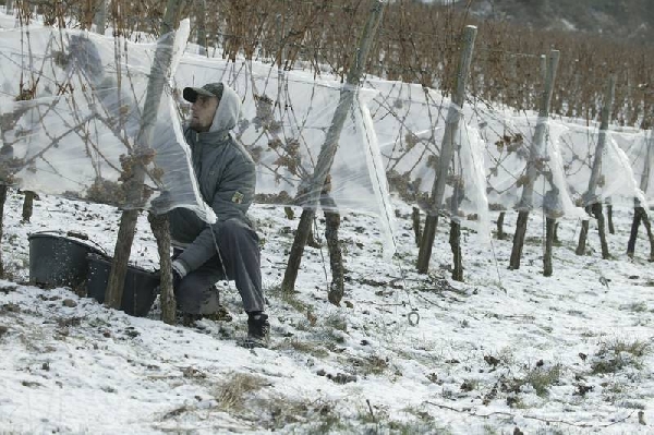 csm eisweinlese1 by doennhoff e873206d62