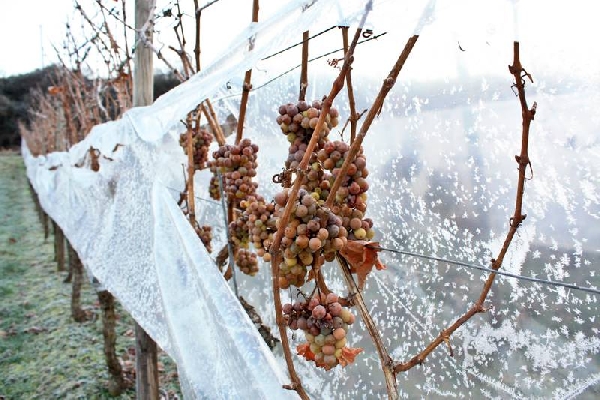 csm eisweinlese2 by doennhoff de8eb229ba