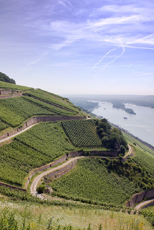 Das Foto zeigt die Weinbergslage Rüdesheimer Berg Roseneck, in der das Weingut Georg Breuer Parzellen bewirtschaftet. 