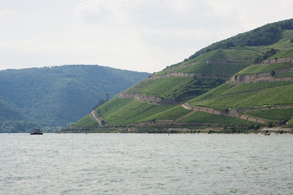 Das Foto zeigt den Rüdesheimer Berg im Rheingau. 