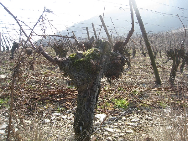 Das Foto zeigt einen 50 Jahre Silvanerstock in der Weinberglage Retzstadter Langender, Franken. 