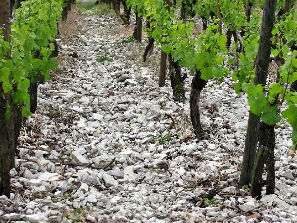 Das Foto zeigt das Terroir der Lage Retzstadter Langenberg: Muschelkalk.