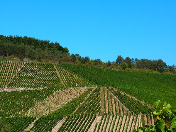 Das Foto zeigt die Weinberglage Thüngersheimer Johannisberg von Weingut Rudolf May in Franken.