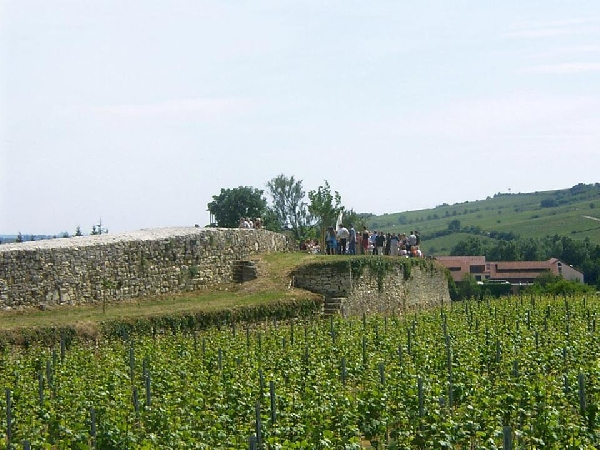 Das Foto zeigt die Weinberglage Oppenheimer Schützenhütte