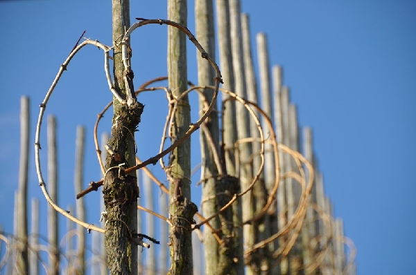 impression-rebstoÌˆcke