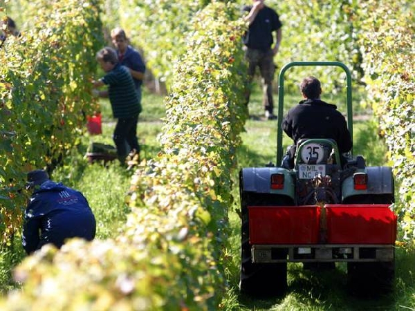 VDP Weinlese Stimmen 2013