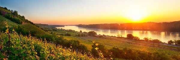 Das Foto zeigt die Weinberglage Roter Hang Nierstein.