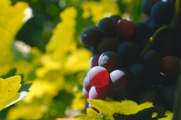 dwi 20071115 01 13 016 a4web