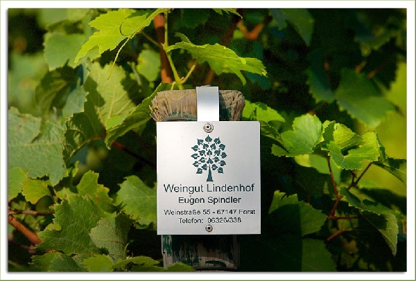 Das Bild zeigt das Logo des Weinguts Lindenhof an einem Weinstock.