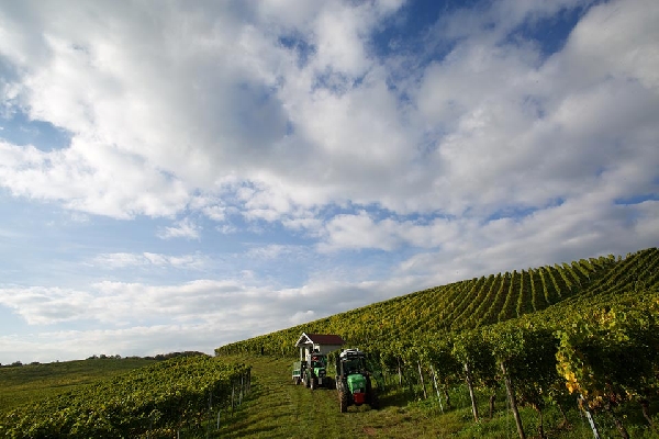 Das Bild zeigt die Weinlage Narrenkappe zwischen Winzenheim und Hargesheim gelegen.