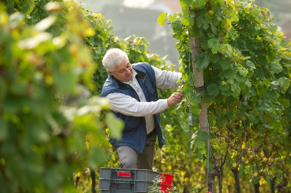 Das Foto zeigt Urban Jung, Kellermeister von Weingut Schloss Eberstein in Gernsbach.