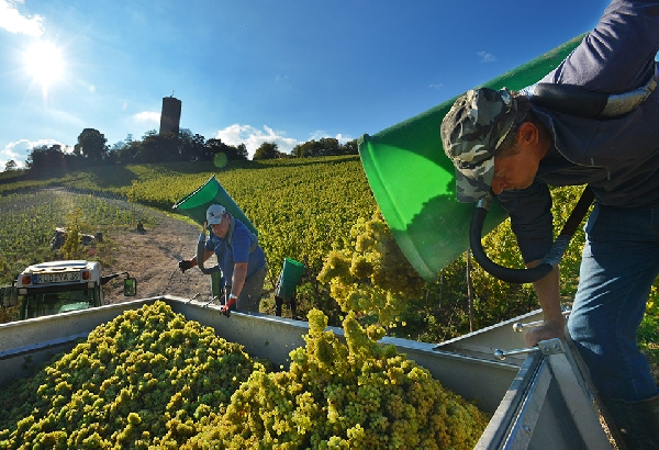 Das Foto zeigt Arbeiter bei der Weinlese im Kiedricher Turmberg.