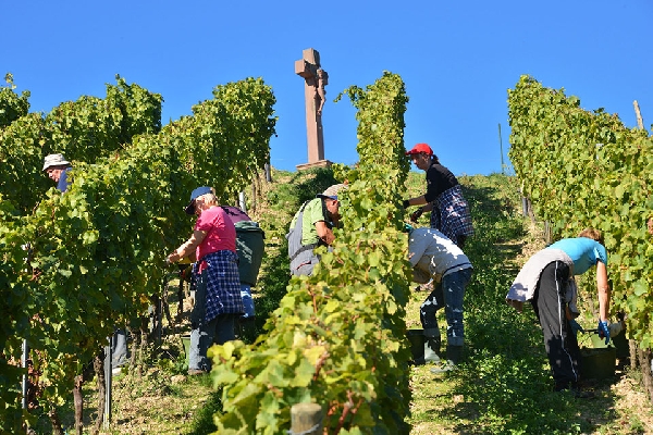 Das Foto zeigt eine Impression von der Weinlese in Kiedrich.