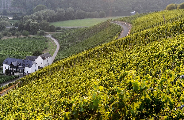 Zum ältesten Weinanbauort Drohn gehört die Lage Dhroner Hofberg. Die Hänge der Lagen weisen groben, rötlichen Schieferboden auf. Dieser prägt den Geschmack der Weine sowohl durch Würze als auch mit Frucht.