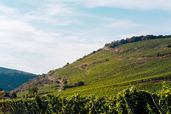 weingutriffel-outdoorshots-5312