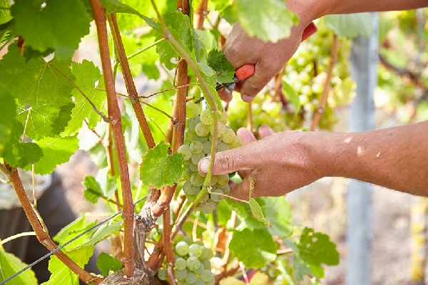 schloss-frankenberg-jg-089