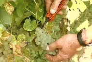 Traubenlese auf den Lagen von Weingut Wittmann.