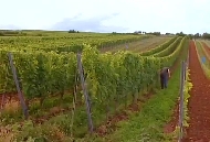 Die Lage Westhofener Brunnenhäuschen von Weingut Wittmann.