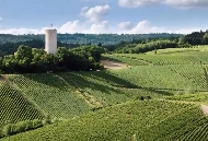 Das Foto zeigt die Kiedricher Berglage Turmberg in der das Weingut Robert Weil Riesling anbaut.